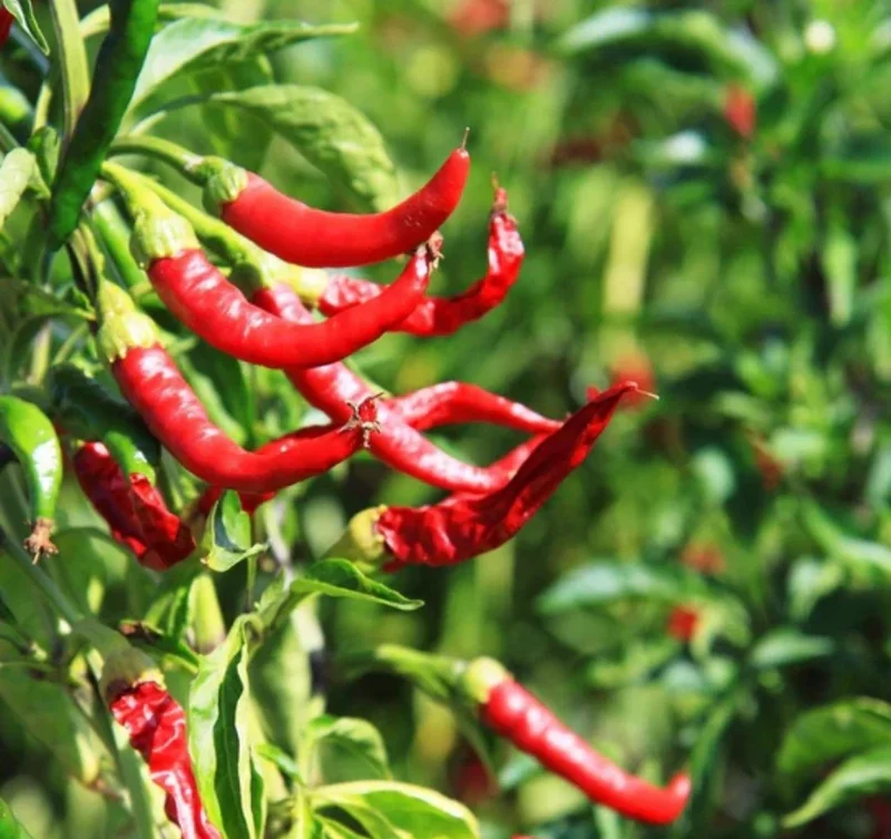 Cayenne Hot Pepper Live Plant – 2 Plants per Pot – Spicy Chili - Image 1