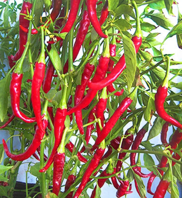 Cayenne Hot Pepper Live Plant – 2 Plants per Pot – Spicy Chili - Image 4
