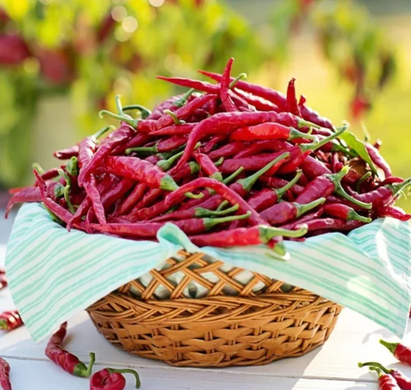 Cayenne Hot Pepper Live Plant – 2 Plants per Pot – Spicy Chili - Image 5