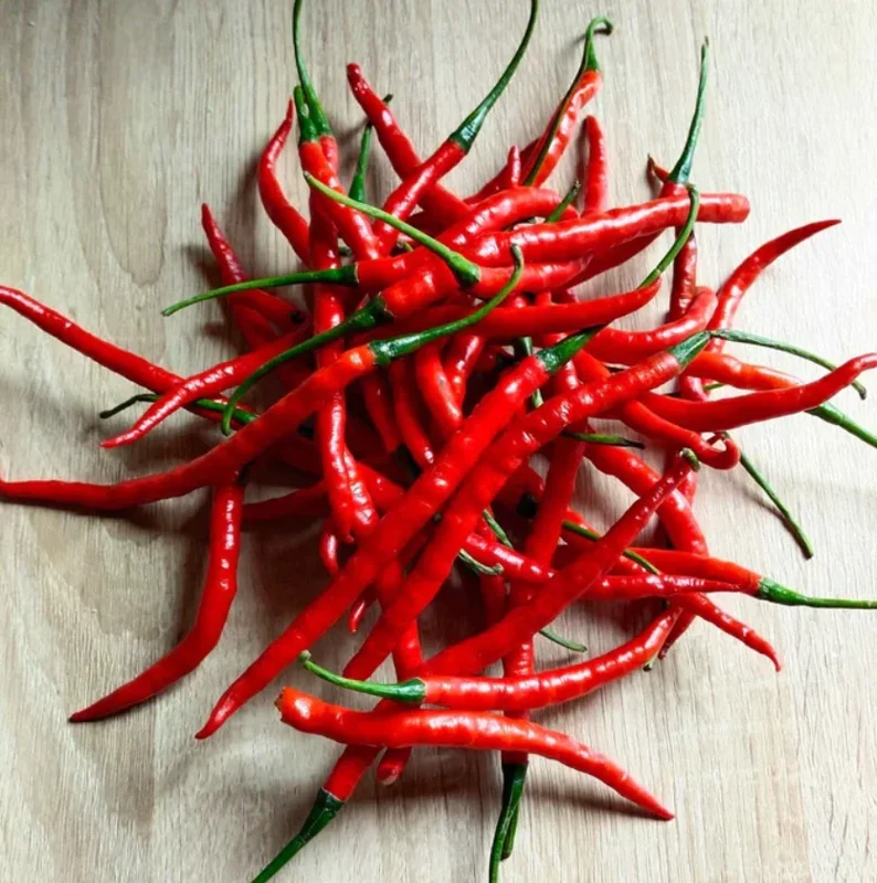 Cayenne Hot Pepper Live Plant – 2 Plants per Pot – Spicy Chili - Image 7