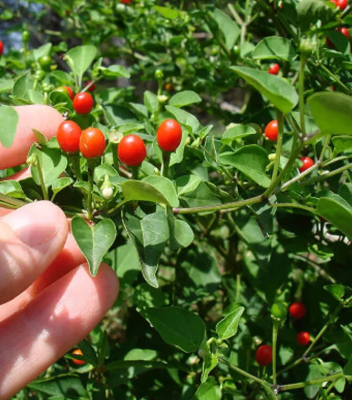 Chiltepin Pepper Plant – Live Wild Chili Plant – 4 inch Pot – 1 Clump - Image 3