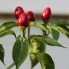 Chiltepin Pepper Plant – Live Wild Chili Plant – 4 inch Pot – 1 Clump - Image 1