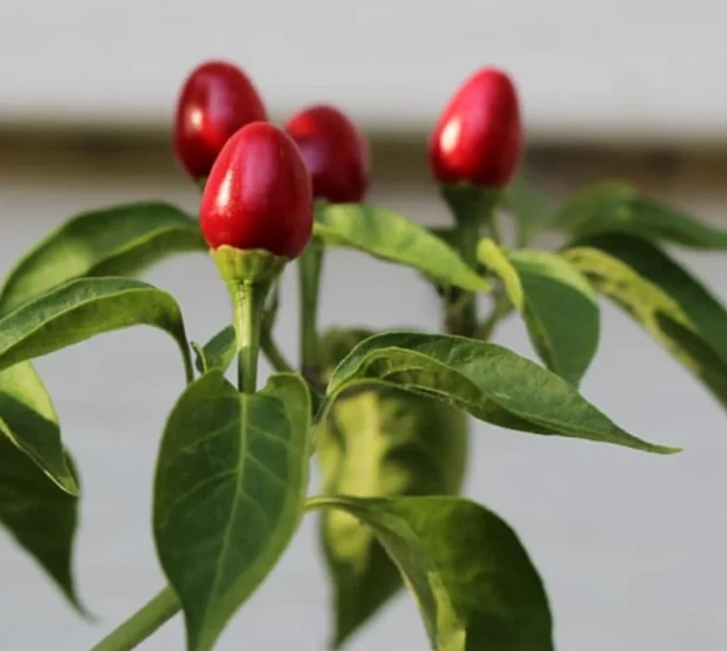 Chiltepin Pepper Plant – Live Wild Chili Plant – 4 inch Pot – 1 Clump - Image 1