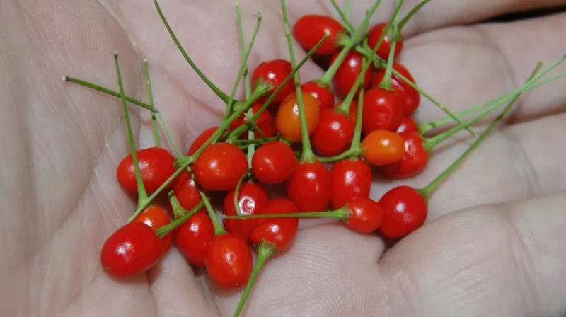 Chiltepin Pepper Plant – Live Wild Chili Plant – 4 inch Pot – 1 Clump - Image 4