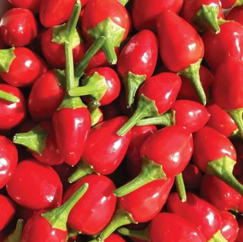 Chiltepin Pepper Plant – Live Wild Chili Plant – 4 inch Pot – 1 Clump - Image 5