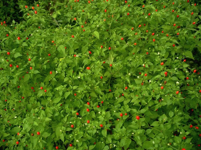 Chiltepin Pepper Plant – Live Wild Chili Plant – 4 inch Pot – 1 Clump - Image 6