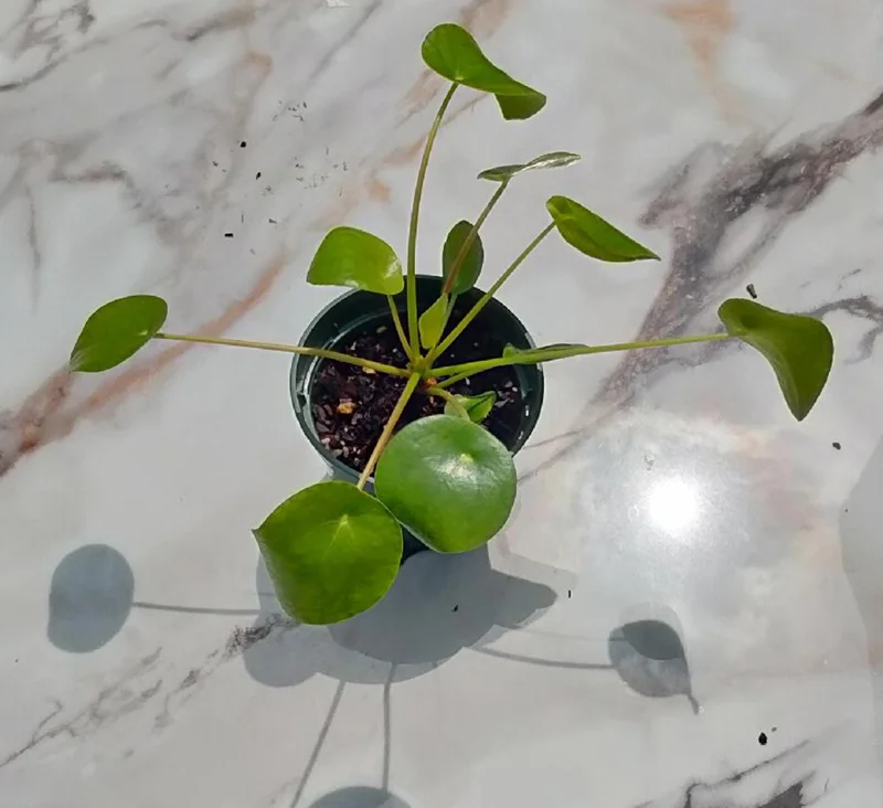 Chinese Money Plant (Pilea peperomioides) Live Plant – 5" Height, 3" Pot – Indoor - Image 2