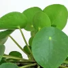 Chinese Money Plant (Pilea peperomioides) Live Plant – 5" Height, 3" Pot – Indoor - Image 1