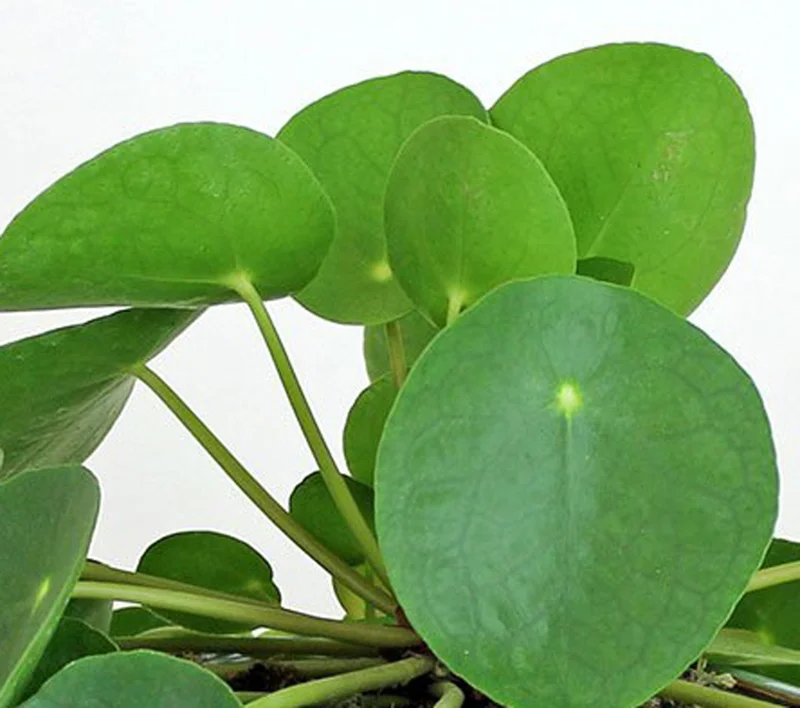 Chinese Money Plant (Pilea peperomioides) Live Plant – 5" Height, 3" Pot – Indoor - Image 1