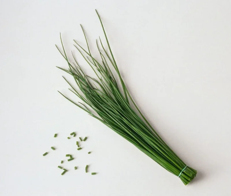 Chives Live Plant – 3-5" Tall – Culinary Herb for Garden & Pots - Image 2