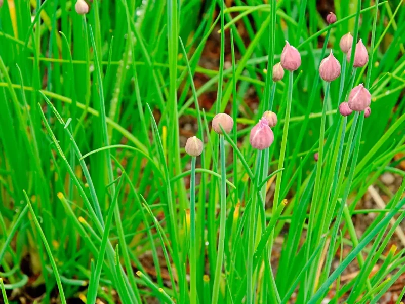 Chives Live Plant – 3-5" Tall – Culinary Herb for Garden & Pots - Image 4