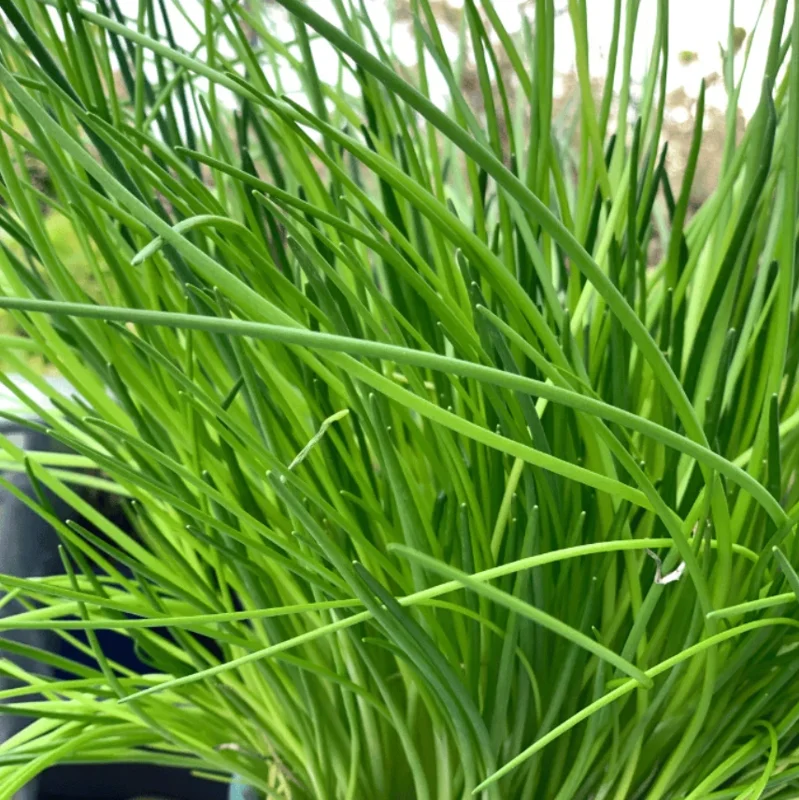 Chives Live Plant – 3-5" Tall – Culinary Herb for Garden & Pots - Image 5