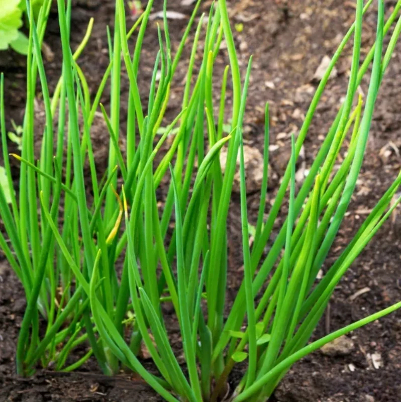 Chives Live Plant – 3-5" Tall – Culinary Herb for Garden & Pots - Image 6