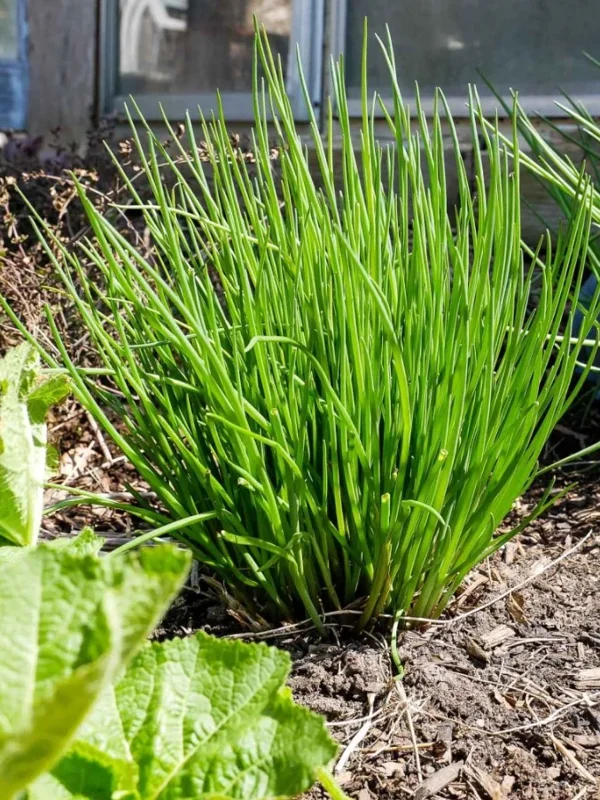 Chives Live Plant – 3-5" Tall – Culinary Herb for Garden & Pots - Image 7