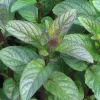 Chocolate Mint Live Herb Plant 5" Tall - Aromatic Culinary Garden Mint - Image 1