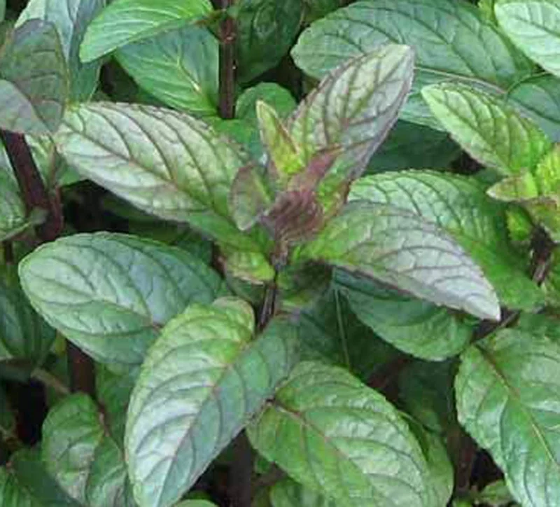 Chocolate Mint Live Herb Plant 5" Tall - Aromatic Culinary Garden Mint - Image 1