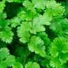Cilantro Live Plant – 5 inch Height – 4 inch Pot – Outdoor Herb - Image 1