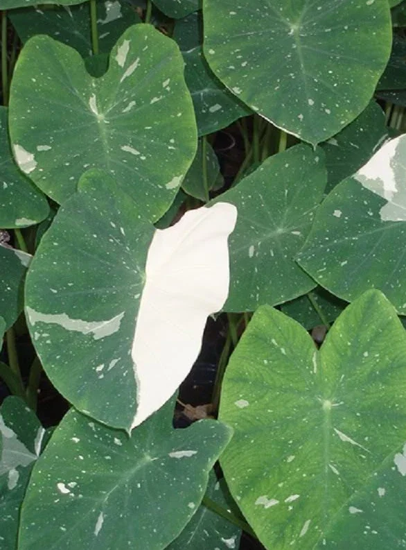 Colocasia Ele Paio Live Plant – Tropical Elephant Ear – 6-15" Tall - Image 2