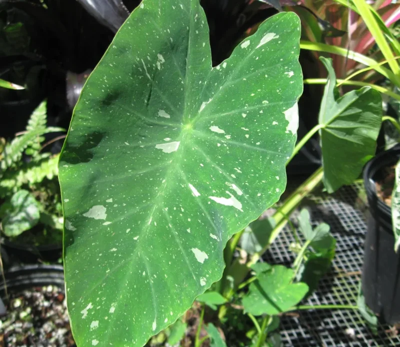 Colocasia Ele Paio Live Plant – Tropical Elephant Ear – 6-15" Tall - Image 3