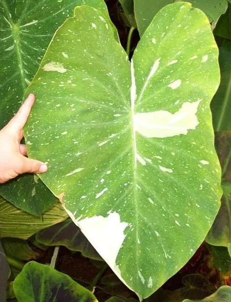 Colocasia Ele Paio Live Plant – Tropical Elephant Ear – 6-15" Tall - Image 4