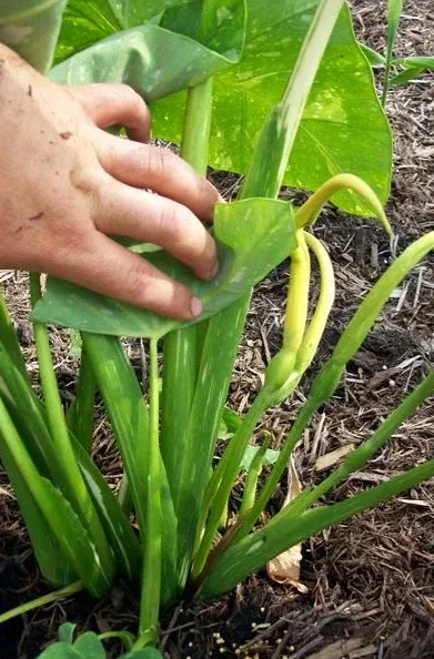 Colocasia Ele Paio Live Plant – Tropical Elephant Ear – 6-15" Tall - Image 5