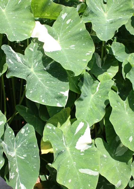 Colocasia Ele Paio Live Plant – Tropical Elephant Ear – 6-15" Tall - Image 6