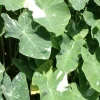 Colocasia Ele Paio Live Plant – Tropical Elephant Ear – 6-15" Tall - Image 1