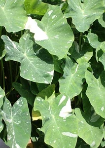 Colocasia Ele Paio Live Plant – Tropical Elephant Ear – 6-15" Tall - Image 1
