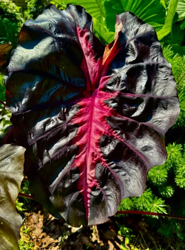 Colocasia Redemption Live Plant – 4-6 Inch Tall – Potted Houseplant - Image 2