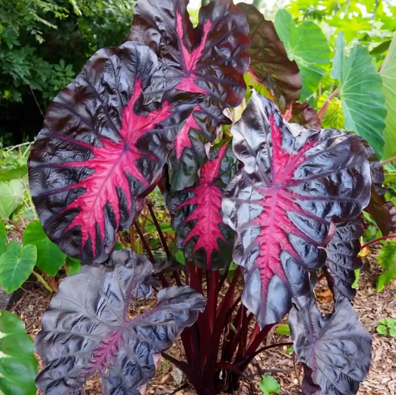 Colocasia Redemption Live Plant – 4-6 Inch Tall – Potted Houseplant - Image 3