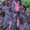 Colocasia Redemption Live Plant – 4-6 Inch Tall – Potted Houseplant - Image 1