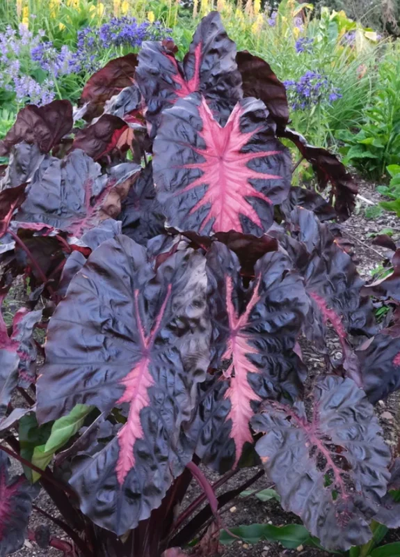 Colocasia Redemption Live Plant – 4-6 Inch Tall – Potted Houseplant - Image 4