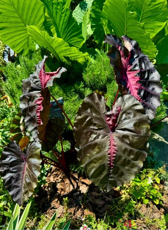 Colocasia Redemption Live Plant – 4-6 Inch Tall – Potted Houseplant - Image 5