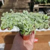 Cotyledon Pendens Live Plant – Trailing Succulent – 2 inch Pot – Easy Care - Image 1
