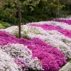 Creeping Phlox Live Plant – Easy Care Perennial Groundcover, 4-6" Tall - Image 1