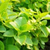 Cuban Oregano Live Plant – 2 Plants per Pot – 4 inch Tall – Aromatic Herb - Image 1