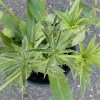 Culantro Live Herb Plant 5" Tall in 4" Pot - Culinary & Medicinal - Image 1
