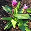 Curcuma Siam Shadow Live Plant – Tropical Flowering Ginger – 4-6" Tall - Image 1