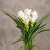 Curcuma Siam Sisco Live Plant – Tropical Flowering Ginger – 4-6" Tall - Image 1