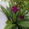 Curcuma Siam Skyline Live Plant – 4-6" Tall Flowering Ginger – Indoor/Outdoor - Image 1