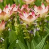 Curcuma Siam Solar Live Plant – Tropical Flowering Ginger, 4-6" Tall - Image 1