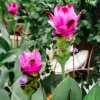 Curcuma Siam Splash Live Plant – Tropical Flowering Ginger – 4-6" Tall - Image 1