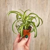 Curly Spider Plant Live Plant – Easy Indoor Air Purifier – 2 inch Pot - Image 1