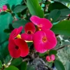 Dark Pink Crown of Thorns Live Plant – Euphorbia milii – 5-6" Tall - Image 1