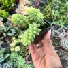 Donkey Tail Sedum Live Plant – Trailing Succulent in 2" Pot – Easy Care Indoor - Image 1
