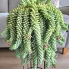 Donkey Tail Trailing Sedum Live Plant – 4 inch Pot – Easy Care Succulent - Image 1