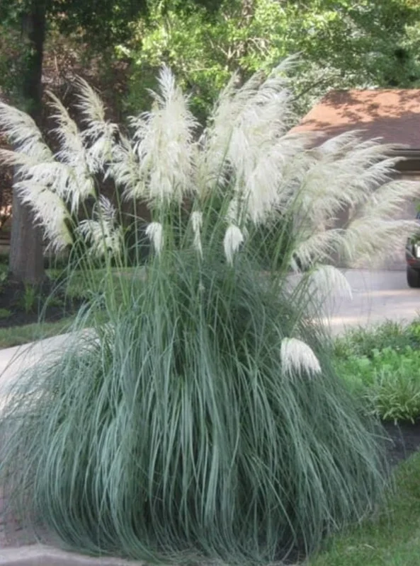 Dwarf Blue Pampas Grass Live Plant – Ornamental Landscape, 4-6" Tall - Image 2
