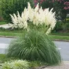 Dwarf Blue Pampas Grass Live Plant – Ornamental Landscape, 4-6" Tall - Image 1