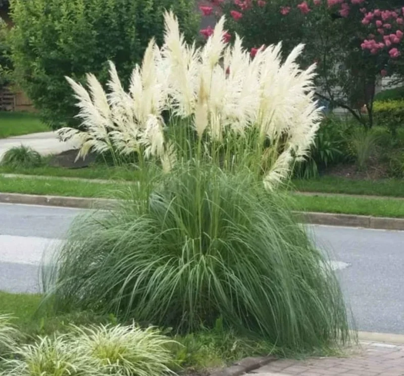 Dwarf Blue Pampas Grass Live Plant – Ornamental Landscape, 4-6" Tall - Image 1