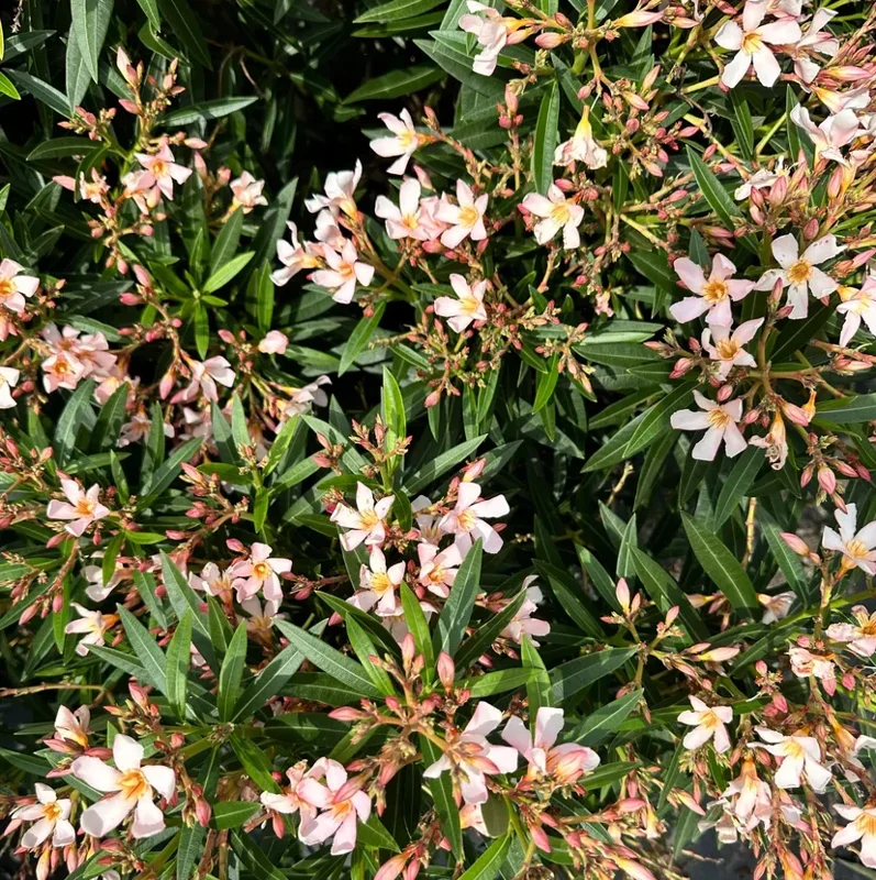 Dwarf Salmon Oleander Live Plant – 4-6" Tall Flowering Shrub – Outdoor - Image 2